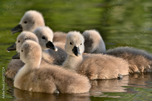 Wonderful little fluffy swans on the lake
