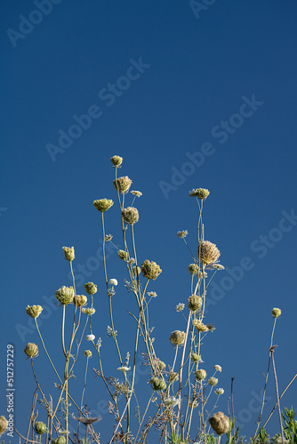 Many Umbelliferous against a clear blue sky, with room for writing. photo