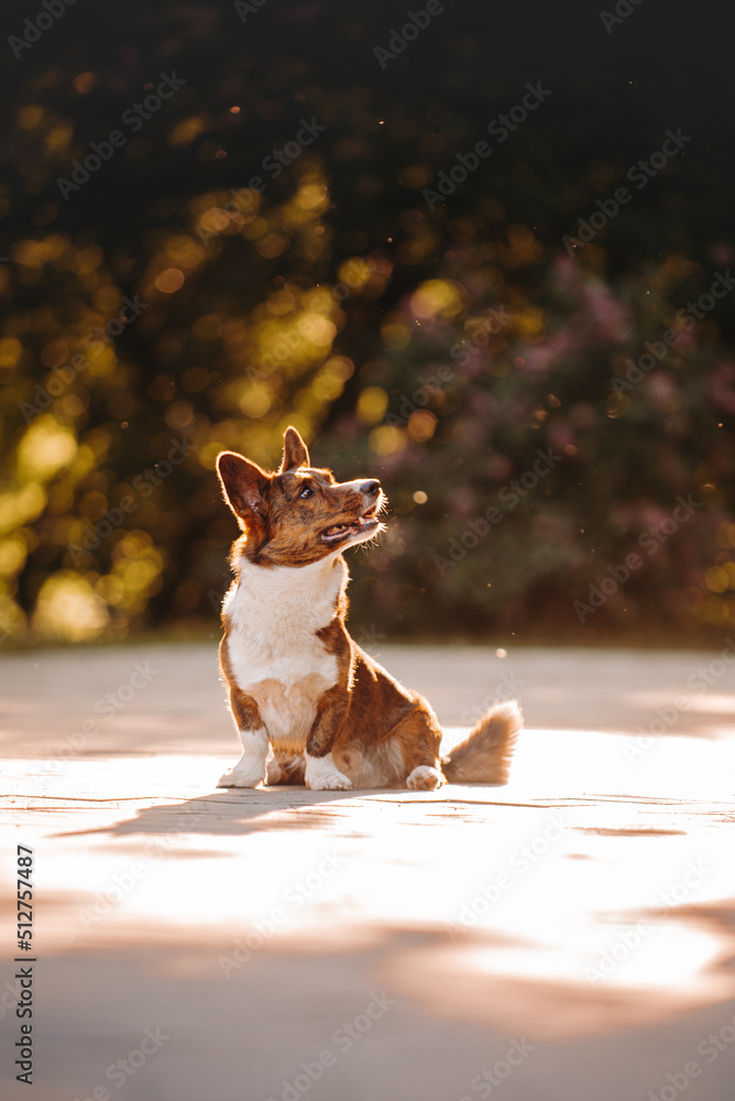 Portrait of beautiful tiger welsh corgi cardigan in lilac flower on sunrise in nature park 
