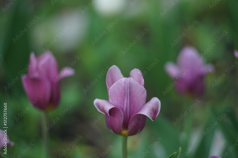A tulip flower on a flower bed among other similar flowers. A flower of rich purple color on a green background. A tulip flower on a flower bed among other similar flowers. A flower of rich purple color on a green background.