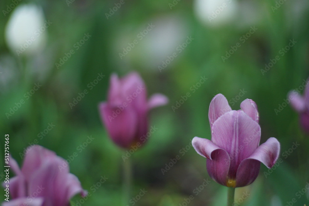 A tulip flower on a flower bed among other similar flowers. A flower of rich purple color on a green background.