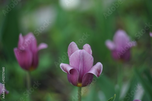A tulip flower on a flower bed among other similar flowers. A flower of rich purple color on a green background.