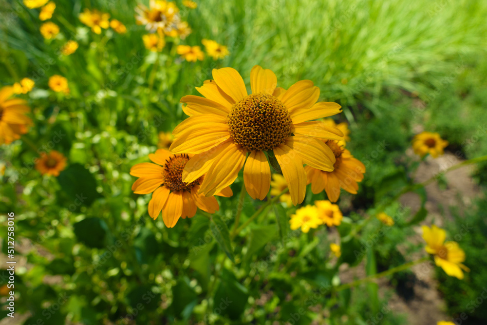Amber yellow flowers of Heliopsis helianthoides in July Amber yellow flowers of Heliopsis helianthoides in July