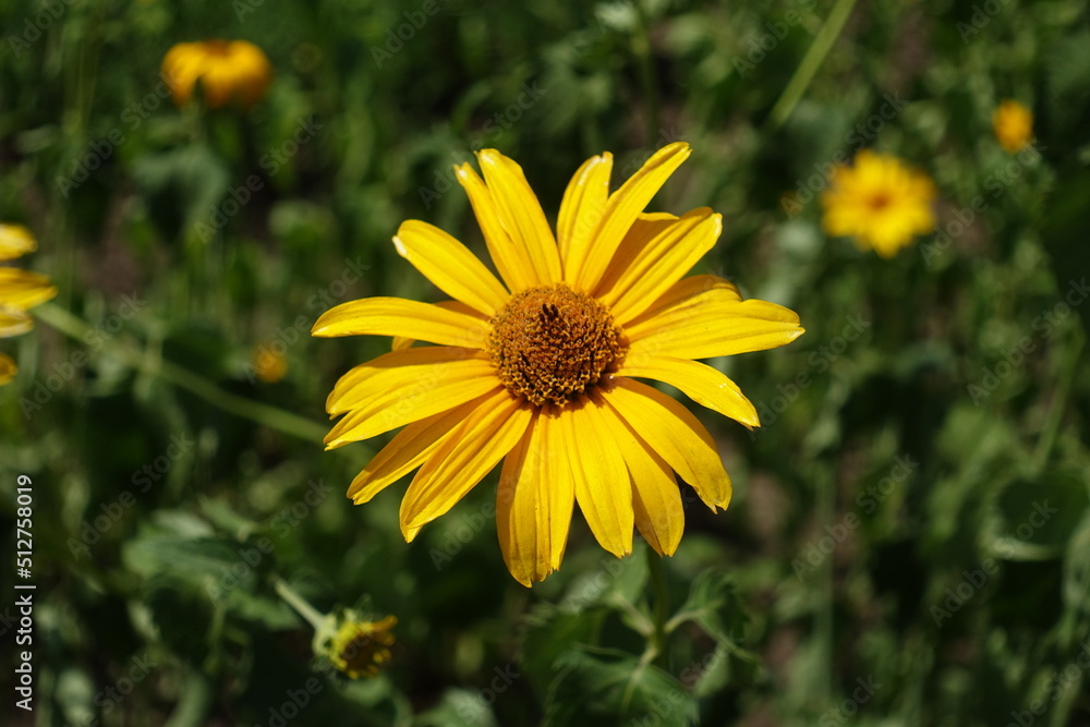 Close shot of yellow flower of Heliopsis helianthoides in July Close shot of yellow flower of Heliopsis helianthoides in July
