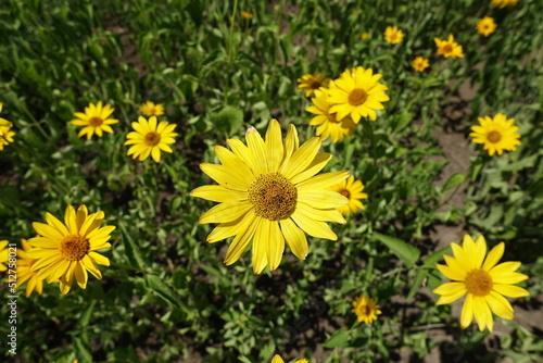Daisy like yellow flowers of Heliopsis helianthoides in July