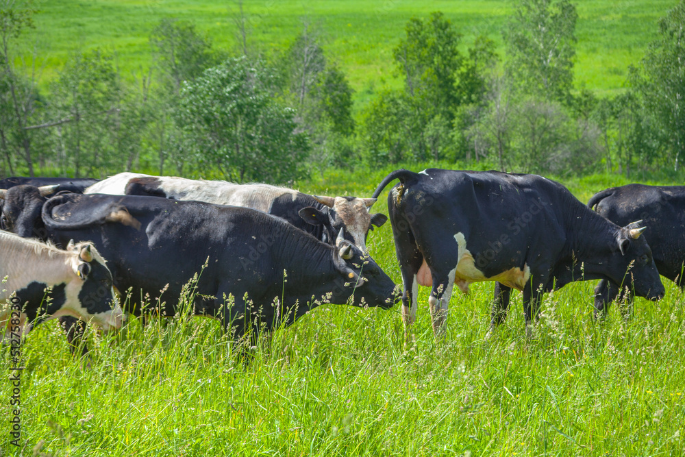 Cows and bulls graze on a green meadow. A grazing herd of animals horses, goats on a green field. Scott in the summer. For milk production. close-up. animal husbandry on the farm	