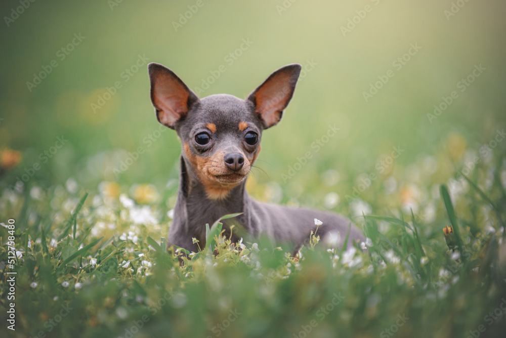portrait of cute little toy terrier in field of flowers on sunset 