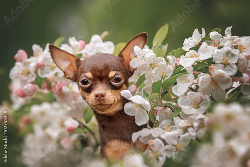portrait of cute little toy terrier in red dark green white flowers in nature in a park