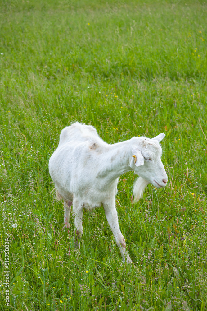 Goats.- A herd of goats, goats with a beard grazing on a green meadow. they are grazing the grass. young goats with horns, a collective farm herd. Close-up. wildlife. animals.
Goats.- A herd of goats, goats with a beard grazing on a green meadow. they are grazing the grass. young goats with horns, a collective farm herd. Close-up. wildlife. animals.