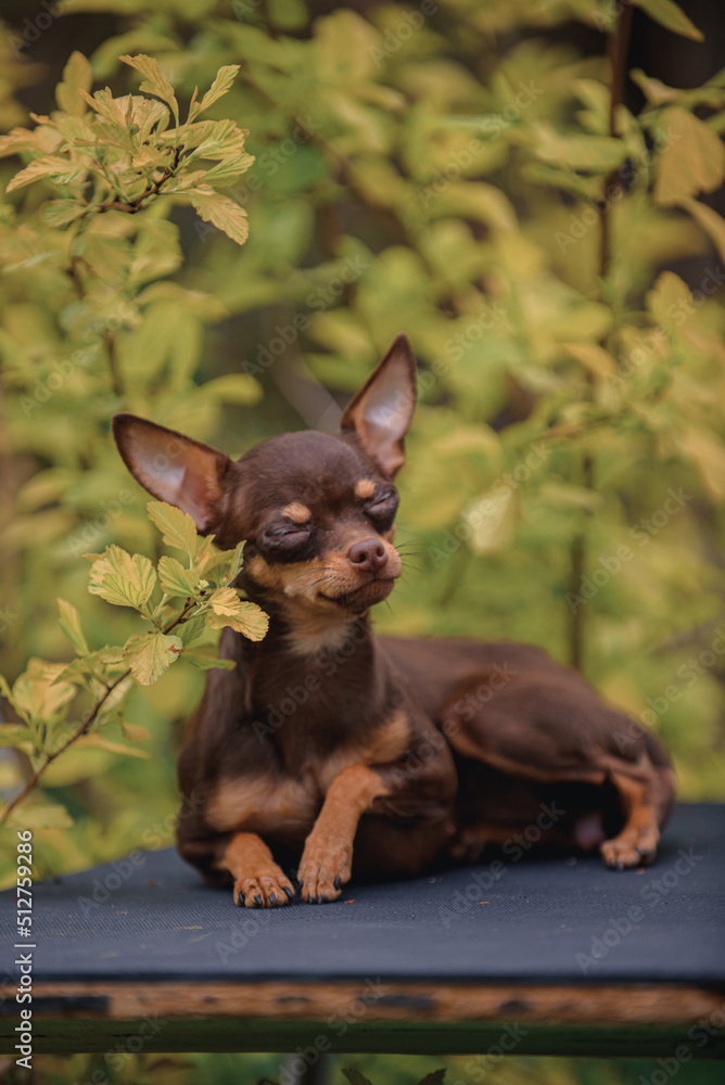 chihuahua puppy on the grass in park in flowers 