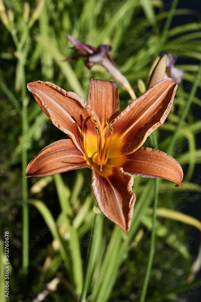 Fototapeta premium Wild mountain lily in all its glory