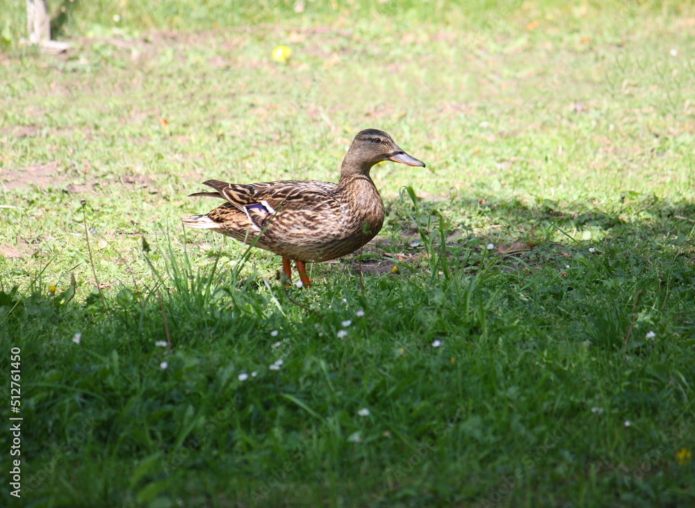 Stockente auf einer Wiese im Garten bei Sonnenschein Stockente auf einer Wiese im Garten bei Sonnenschein