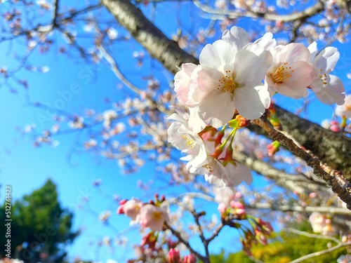 快晴の青空を背景にした白い桜（ソメイヨシノ）の花が咲く、日本の春の自然風景（コピースペースあり）