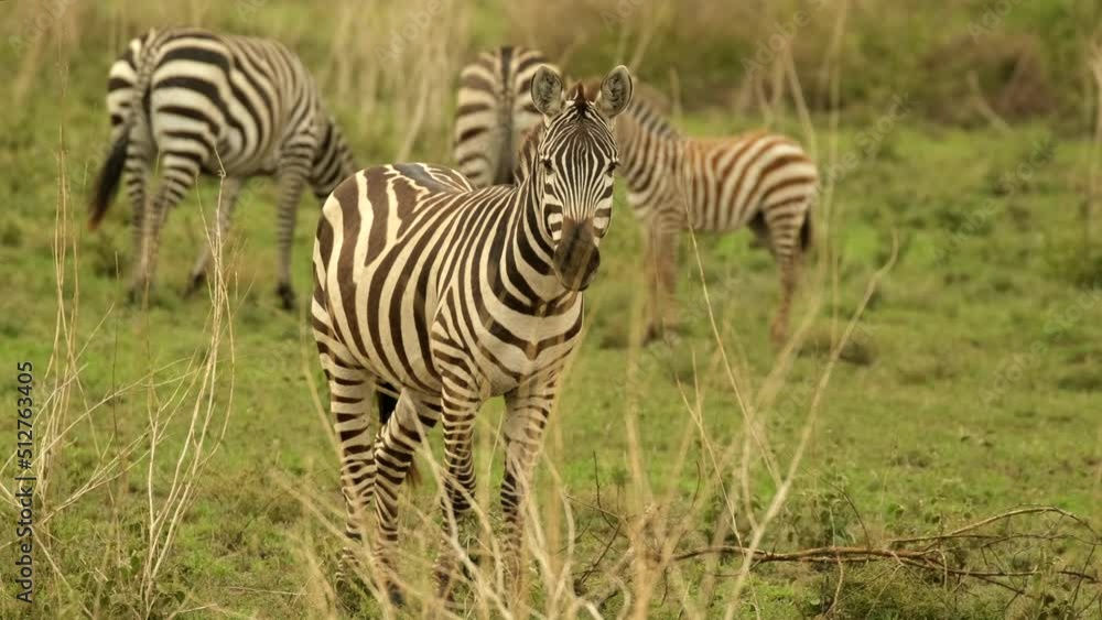 A zebra stands and looks straight ahead as the rest of the herd grazes in the background in the wild nature of the African savannah in the Serengeti National Park A zebra stands and looks straight ahead as the rest of the herd grazes in the background in the wild nature of the African savannah in the Serengeti National Park