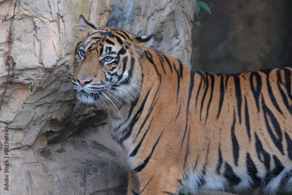 Naklejka premium スマトラトラ