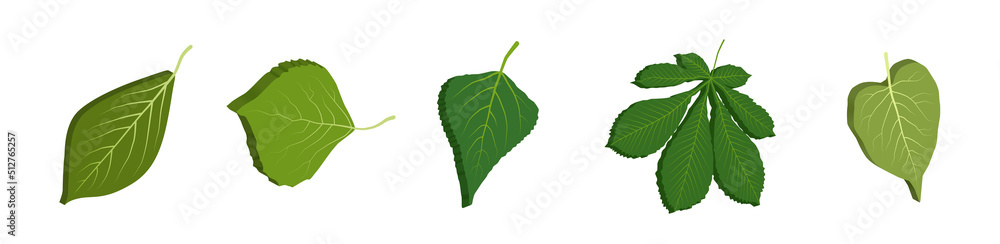 Green leaves 3d. Tree leaf isometric set. Vector clipart isolated on white background.
Green leaves 3d. Tree leaf isometric set. Vector clipart isolated on white background.