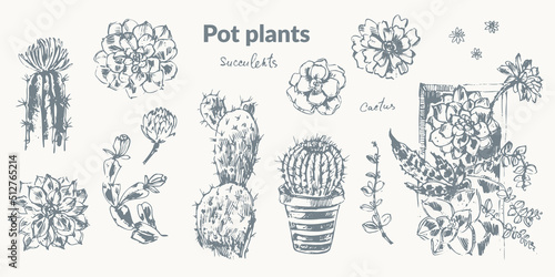 Hand drawn sketch of pot flowers succulent plants, cactus