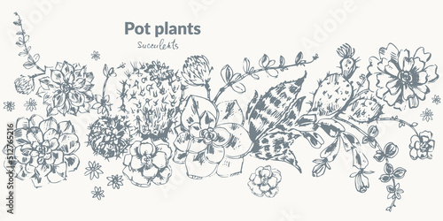 Hand drawn sketch of pot flowers succulent plants, cactus