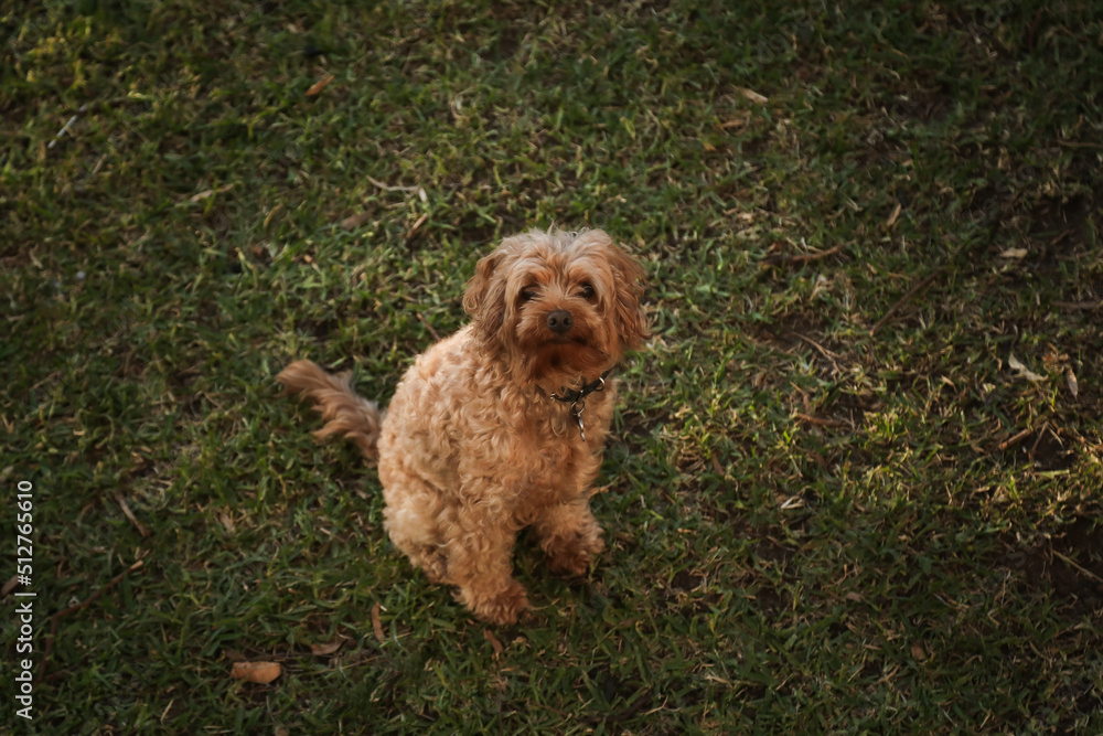 Cute Cavoodle breed dog sitting on green grass looking up