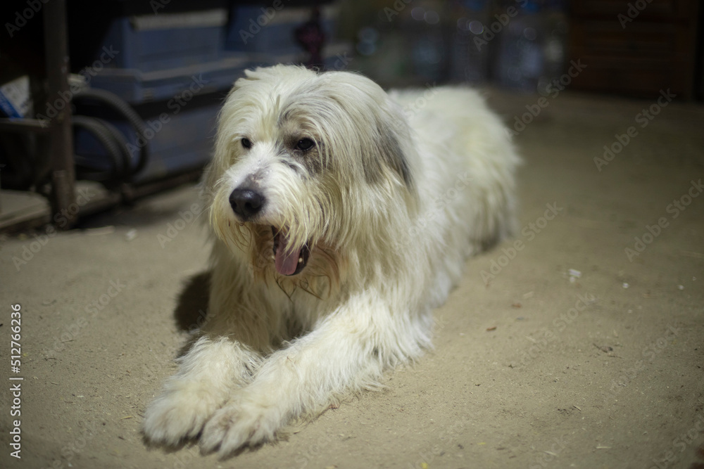 Dog is waiting for owner. Dog is at work. Dog is waiting for owner. Dog is at work.