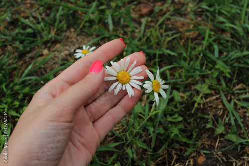 the girl wants to pluck a white daisy