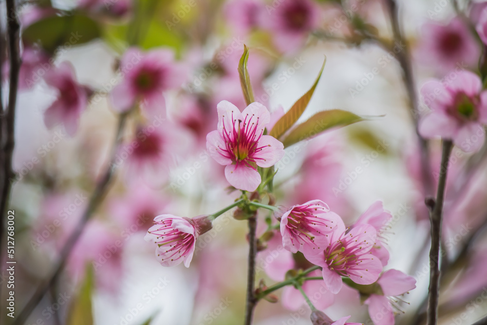 Pink Wild Himalayan cherry blossoms(Prunus cerasoides) blooming in winter at Inthanon Mountain ranges,Chom Thong, Chiang Mai,Northern Thailand. Pink Wild Himalayan cherry blossoms(Prunus cerasoides) blooming in winter at Inthanon Mountain ranges,Chom Thong, Chiang Mai,Northern Thailand.