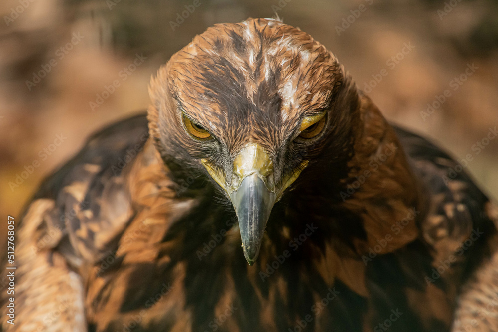 Fototapeta premium Eagle