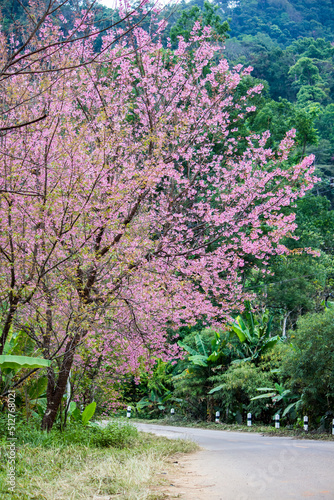 Fototapeta Naklejka Na Ścianę i Meble -  Pink Wild Himalayan cherry blossoms(Prunus cerasoides) blooming in winter at Inthanon Mountain ranges,Chom Thong, Chiang Mai,Northern Thailand.