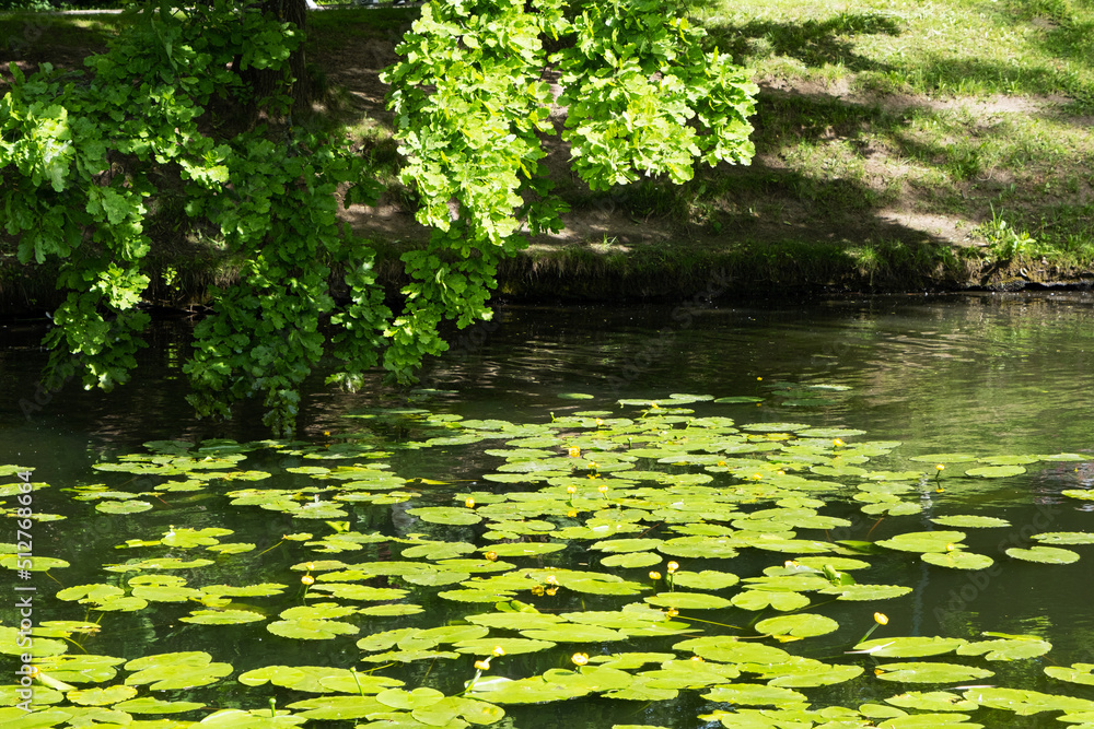 A pond with lilies in the park and a tree that hangs over the water A pond with lilies in the park and a tree that hangs over the water