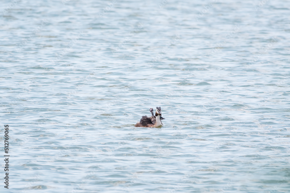 The water bird Great crested Grebe, Podiceps cristatus, swimming in the lake, and its cute babies riding on its back The water bird Great crested Grebe, Podiceps cristatus, swimming in the lake, and its cute babies riding on its back