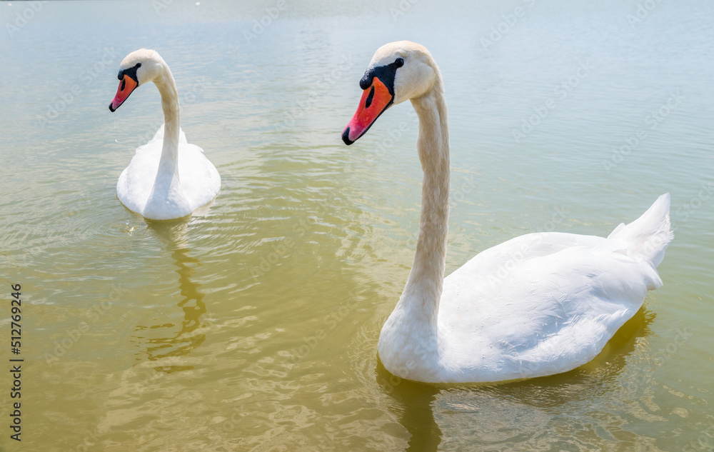 Two Graceful white Swans swimming in the lake, swans in the wild Two Graceful white Swans swimming in the lake, swans in the wild