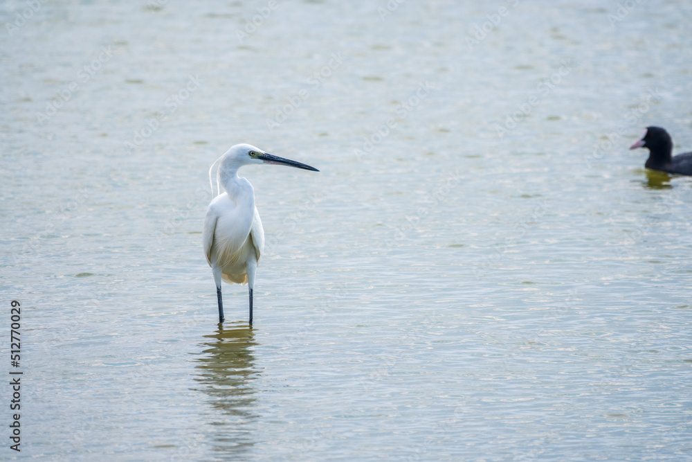 Fototapeta premium The small white heron or Little egret stands in the lake
