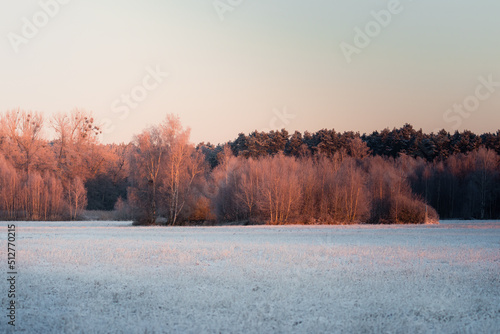 Beautiful meadow at sunset. Frozen meadow  winter period  frozen  frosted plants in the light of the setting sun