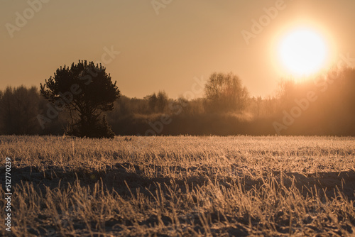 Fototapeta Naklejka Na Ścianę i Meble -  Beautiful meadow at sunset. Frozen meadow, winter period, frozen, frosted plants in the light of the setting sun