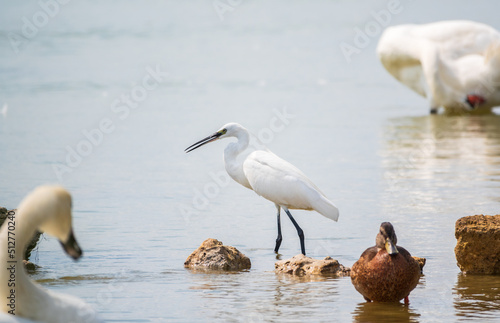 The small white heron or Little egret stands in the lake © Dmitrii Potashkin