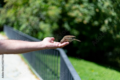 Sparrow. Bird. Brown sparrow flying and eating from the hand of a person in a park in Madrid, in Spain. Horizontal photography. © Fernando Astasio