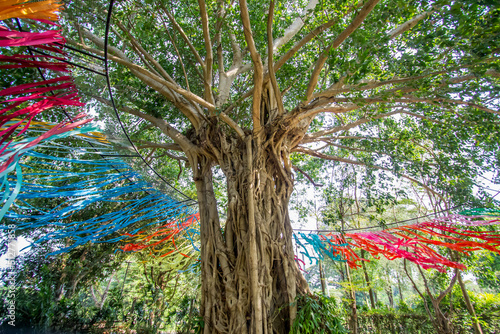 Ratchaburi province,Thailand on April 13,2019:Colorful ribbons blowing in the wind around the big tree during Songkran Festival at NaSatta Thai Park (previously called Siam Cultural Park). photo