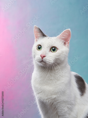 beautiful white cat with black spots on a colored background. Pet in a photo studio.