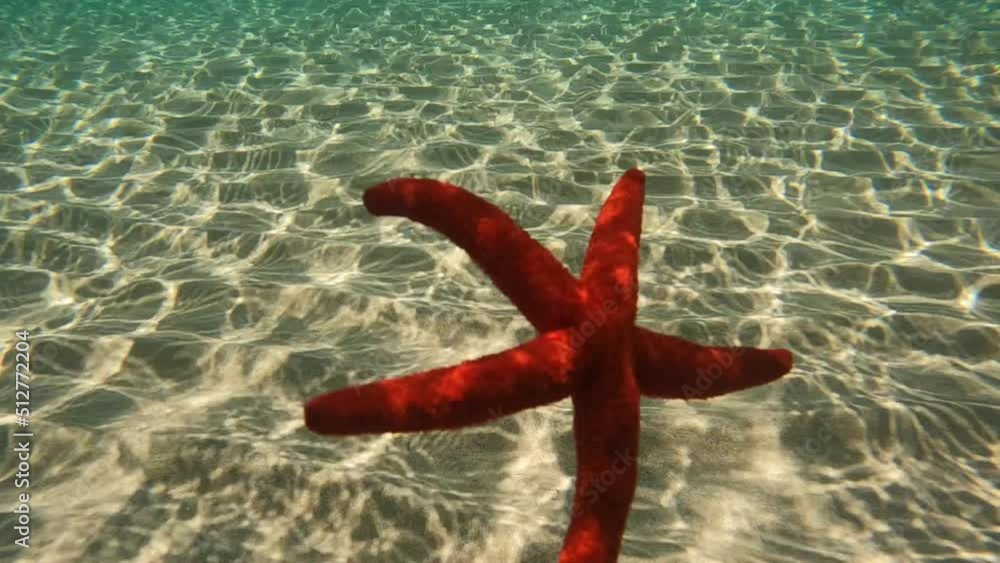 Underwater slow motion video of beautiful red starfish falling slowly from surface to sandy sea bed in turquoise exotic paradise beach Underwater slow motion video of beautiful red starfish falling slowly from surface to sandy sea bed in turquoise exotic paradise beach