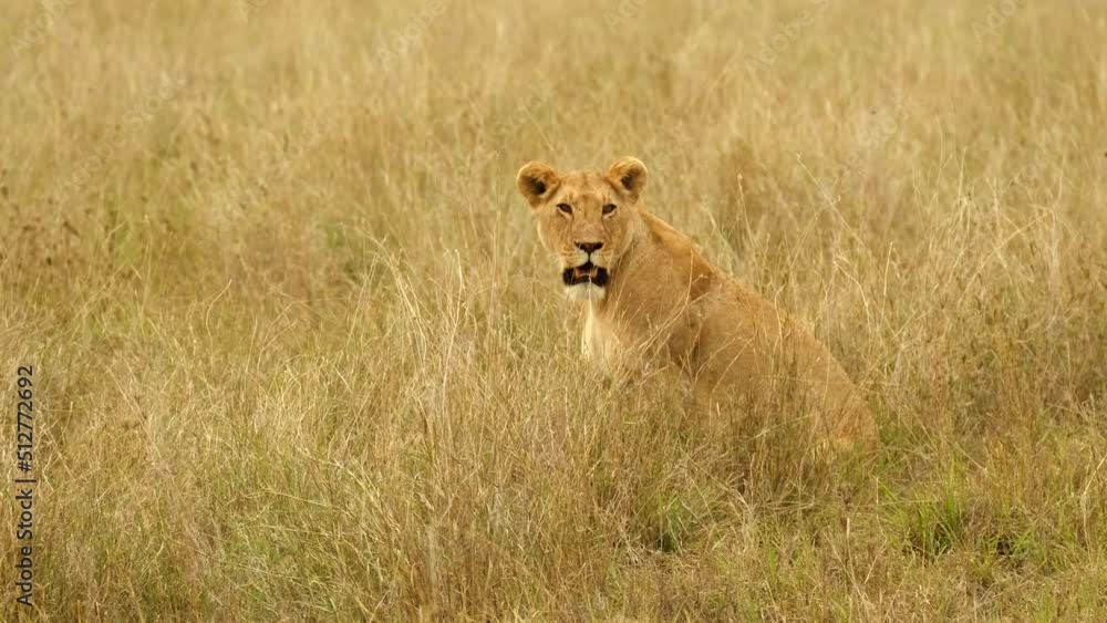 Offended lioness in the wild of the African savannah in the Serengeti National Park. Offended lioness in the wild of the African savannah in the Serengeti National Park.