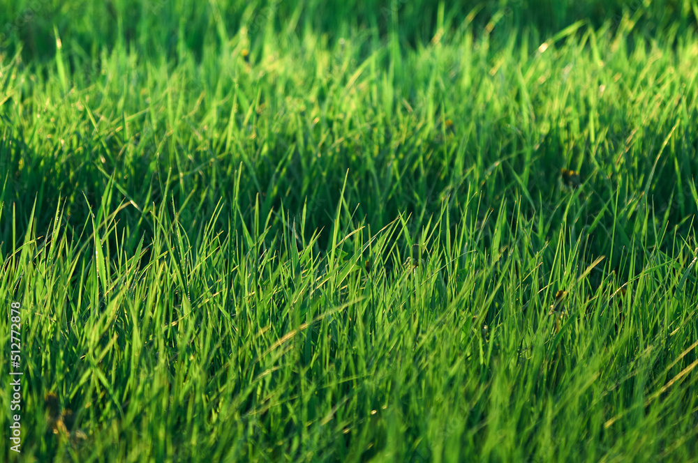 Dense meadow grass illuminated by the summer sun, green carpet of wild grass, natural texture Dense meadow grass illuminated by the summer sun, green carpet of wild grass, natural texture