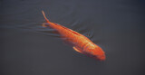 złota ryba w jeziorze karp pomarańczowy