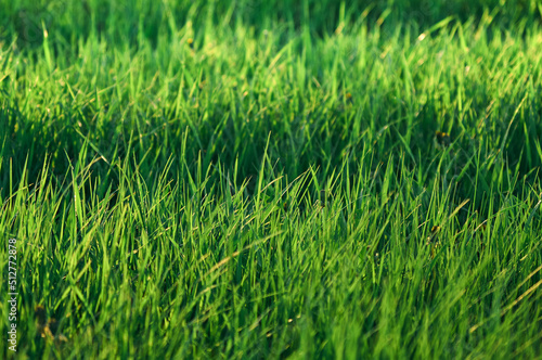 Dense meadow grass illuminated by the summer sun, green carpet of wild grass, natural texture