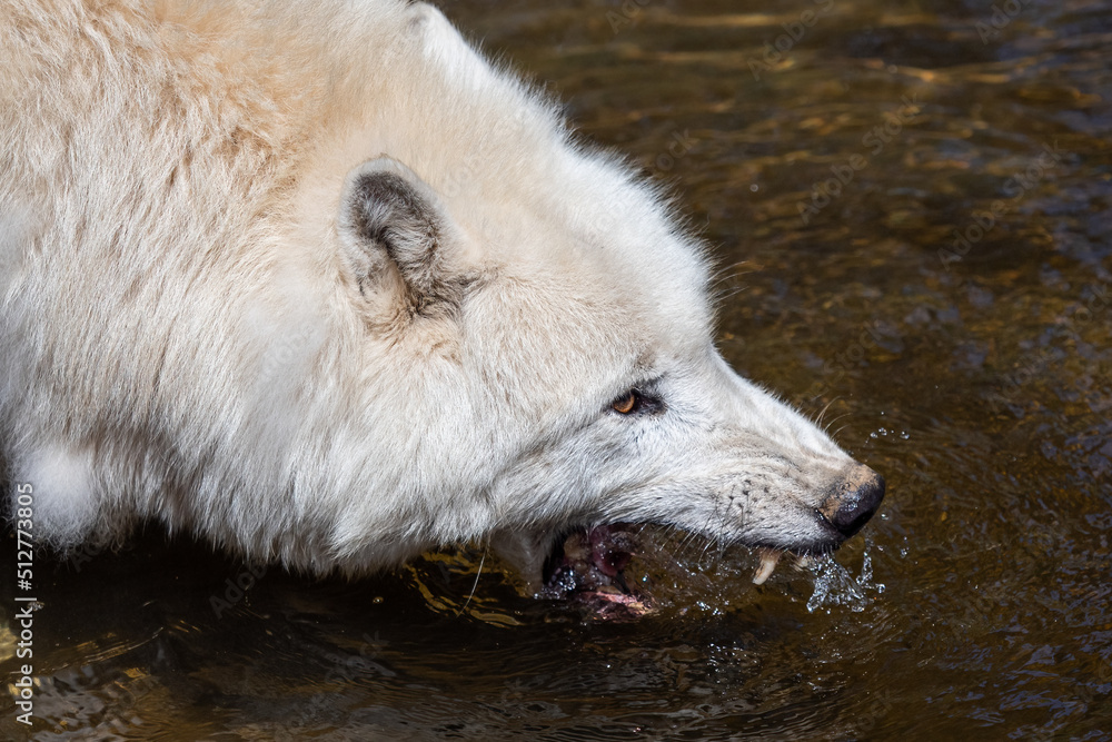 Arctic wolf drinking water, Canis lupus arctos