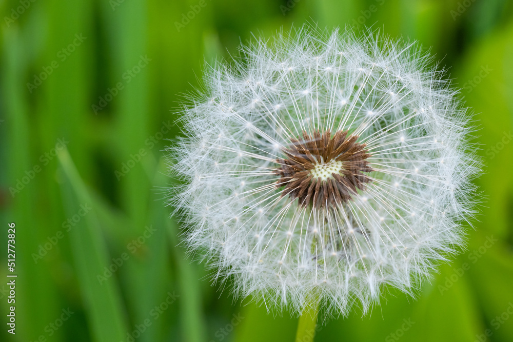 Fototapeta premium Dandelion white flowers in green grass.