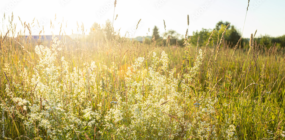Natural background of meadow grass close-up. Soft focus.