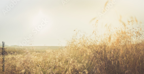 Fototapeta Naklejka Na Ścianę i Meble -  Natural image with soft focus of meadow grass at dawn. Toned image. Copy space.