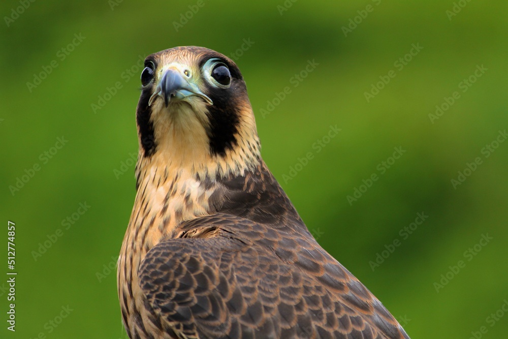 Obraz premium Peregrine Falcon gazes to camera