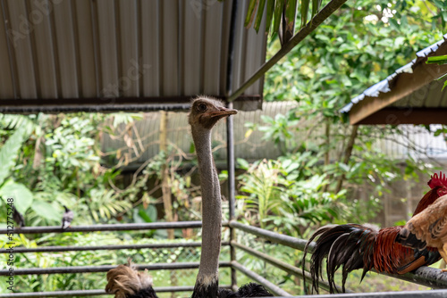 the Labuan Bird Park, Malaysia