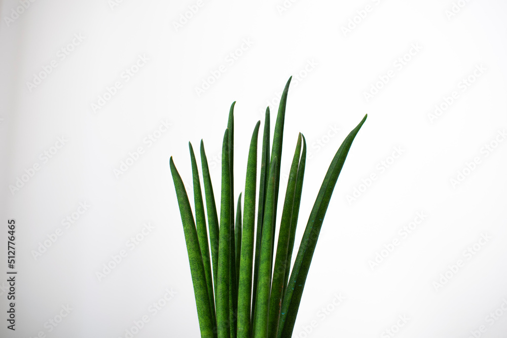Sansevieria cylindrica tips on a white background